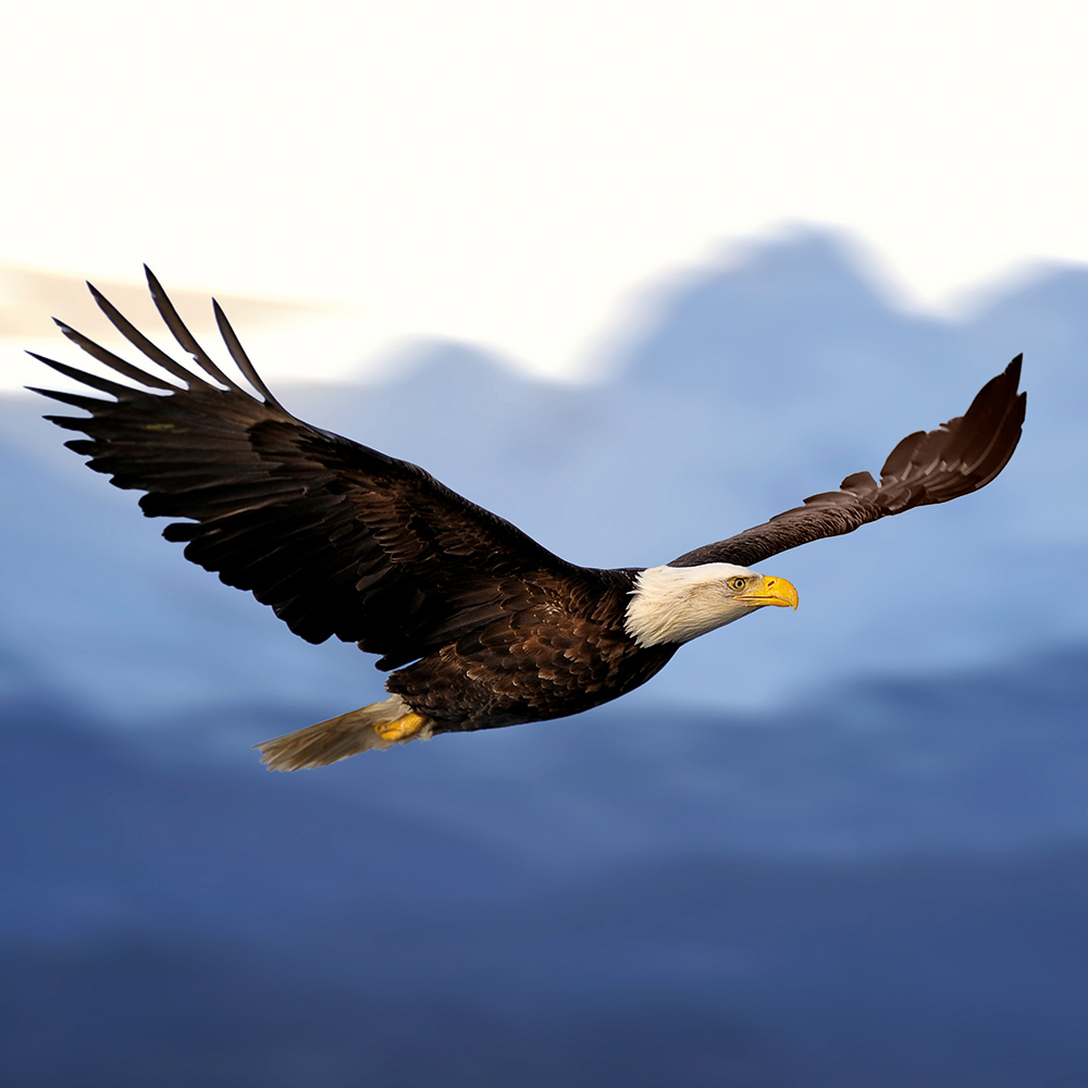 Das Bild zeigt einen fliegenden Weißkopfseeadler, aufgespannte Flügel, vor einer unscharfen, blauen Bergkulisse. Titelbild des TBF ATTILA GLOBAL OPPORTINITY
